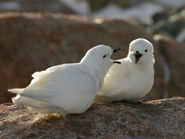 Snow petrels sitting on the rocks ©Australian Antarctic Division