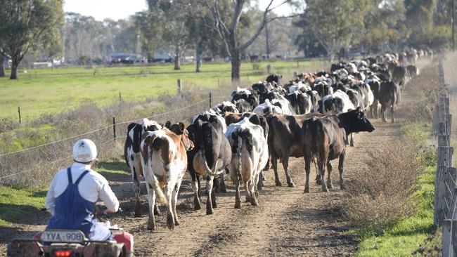 Dairy farmers have voted for change at the top. Picture: File