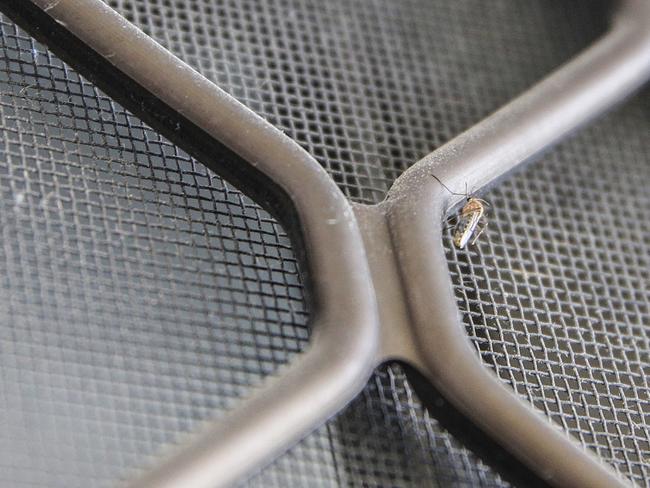 A mosquito at a home in Liverpool in 2019. Picture: Carmela Roche