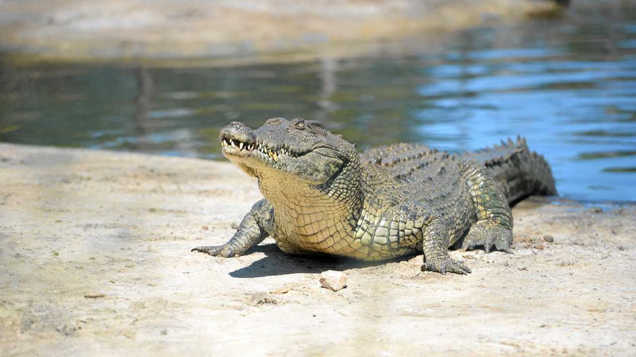 A saltwater crocodile at Koorana Crocodile FarmPhoto Rachael Conaghan/The Morning Bulletin. Picture: Rachael Conaghan