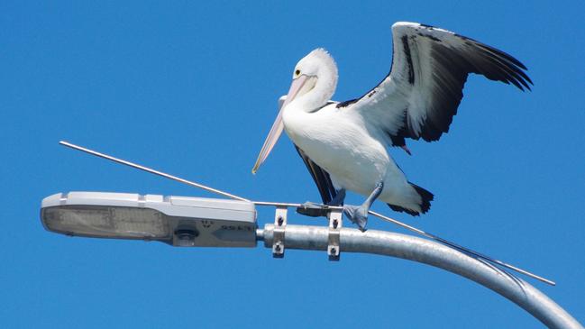 Pelicans will factor into the Bribie Island vote.