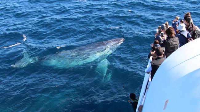 One of the first whales of the season passes the Coast. Photo by Sea World Whale Watch
