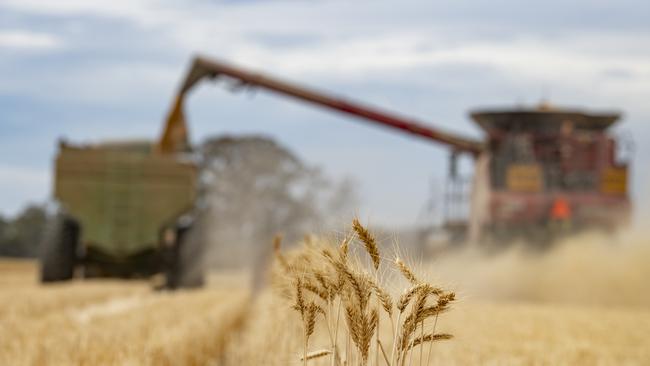 Many growers are yet to finish harvesting wheat due to humid or cooler weather. Picture: Zoe Phillips