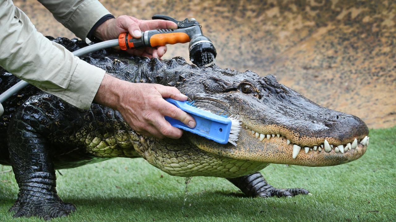 David Caird: Story behind photograph of alligator bathing | Herald Sun