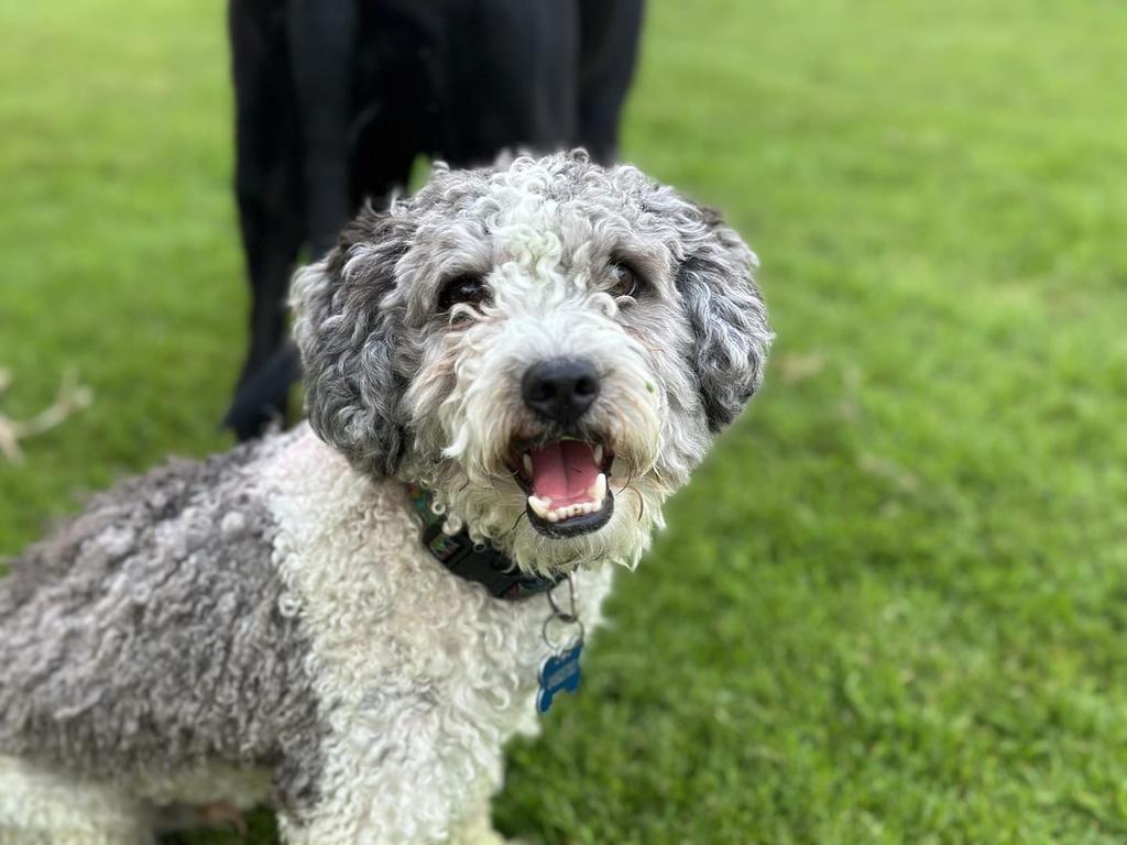 Benson: Kirsten Nicole Moyle's 1 and a half year old Shihpoo (shoodle)