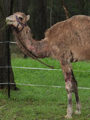 Funds Needed For Enclosure After Alice The Camel Attacked By Dogs Daily Telegraph