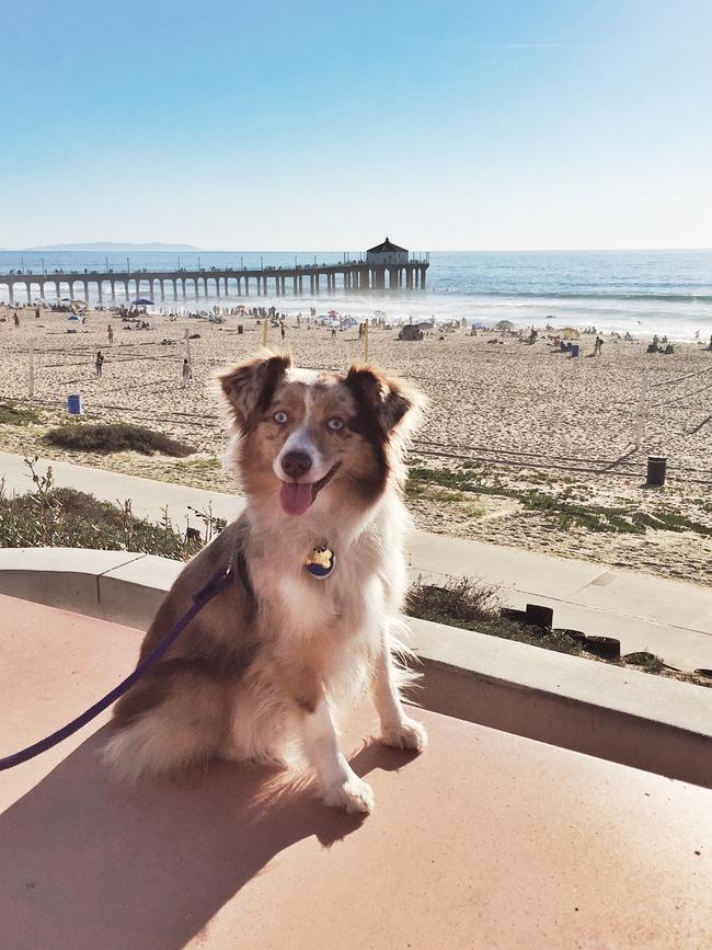Lola the Mini Aussie ... “Living that happy beach life #MiniAustralianShepherd #AussiesOfInstagram #australianshepherdworld” Picture: Instagram