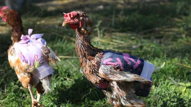 The Clucka Sisters live at Storybook Farm Sacred Animal Garden. Picture Glenn Hampson.