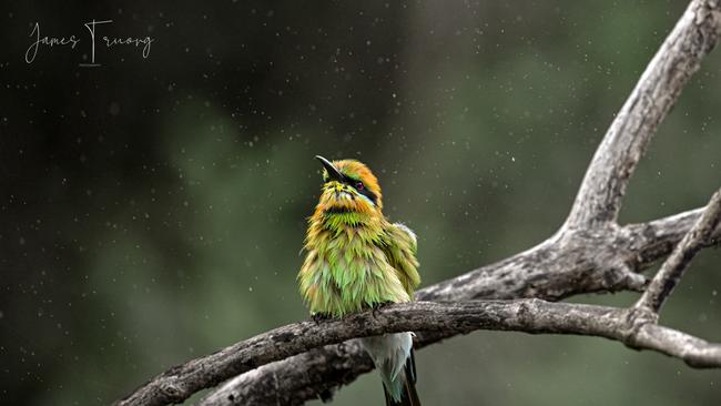 "The bird was captured rinsing its body after a hunt …" Picture: James Truong.