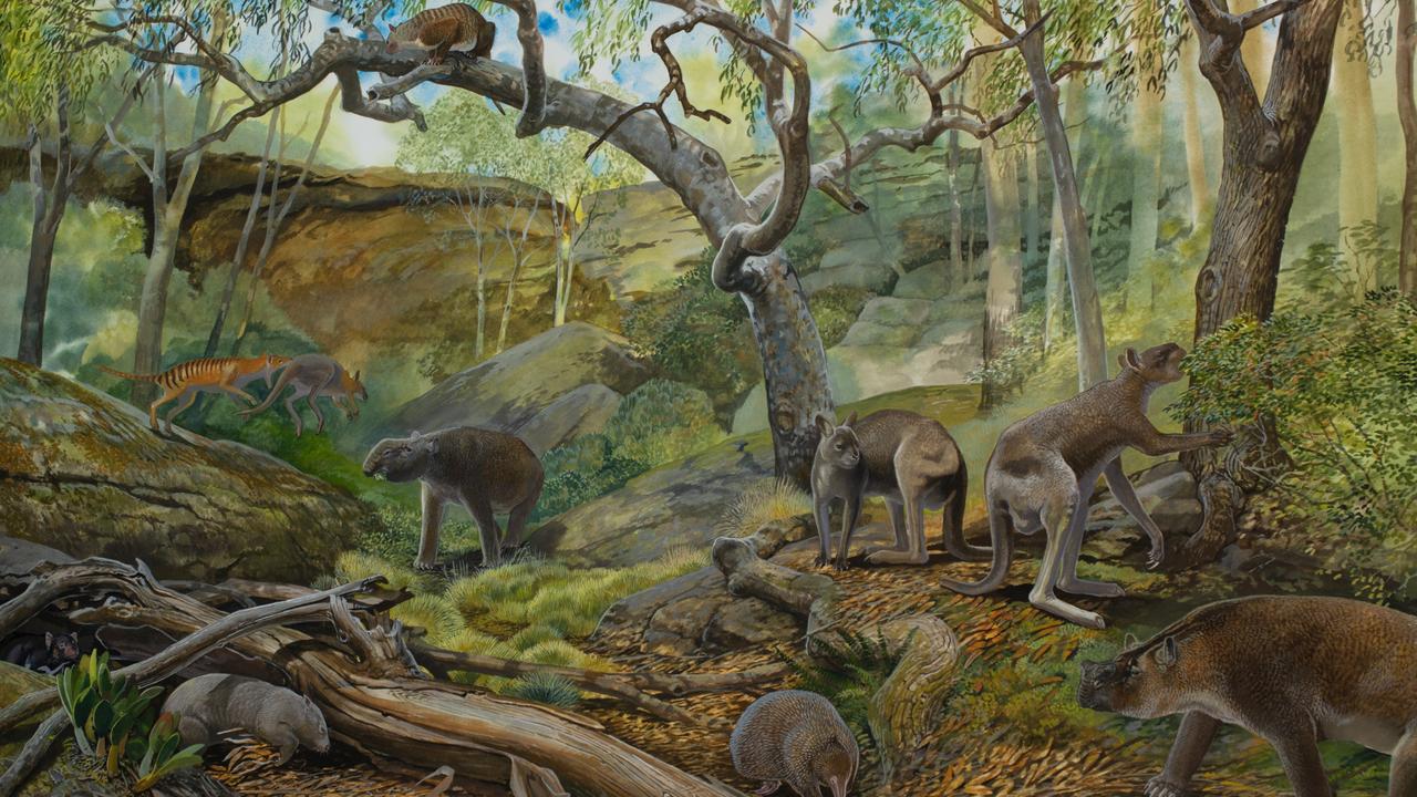 An artist’s impression of southeastern South Australia during the Pleistocene (around 500,000 years ago), showing many of the plants and animals that lived there alongside Protemnodon. Picture: Peter Schouten
