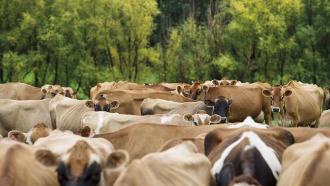 A Gippsland dairy herd. Picture: Zoe Phillips