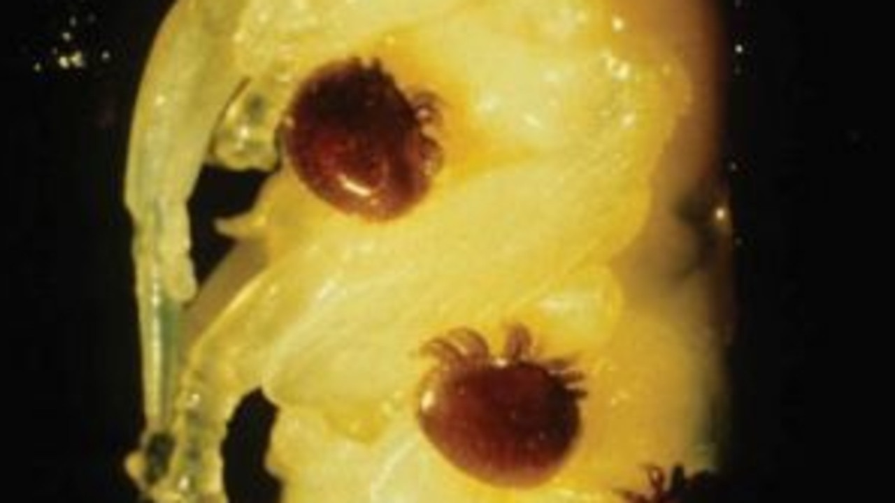 Beekeepers on alert as deadly varroa mite found at border