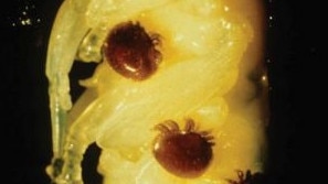 Varroa mite, a deadly parasitic mite has been detected across the Queensland-NSW border town of Boggabilla. Photo: NSW DPI