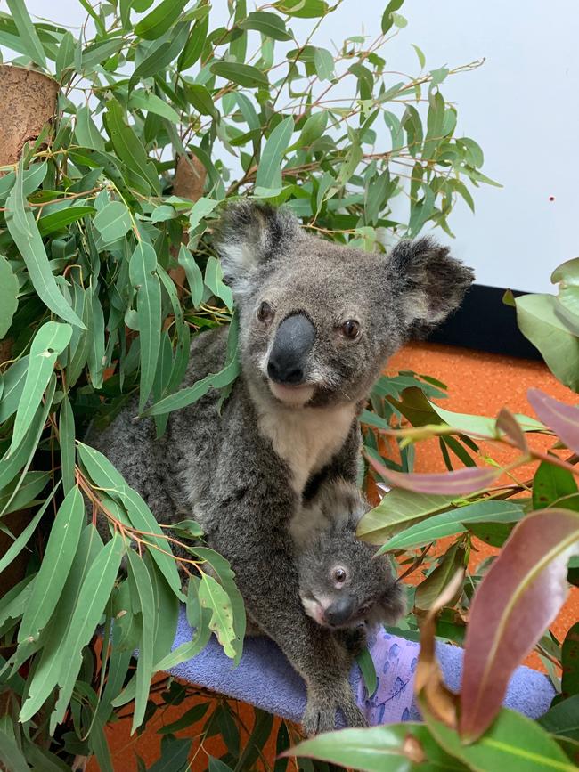 She’s one of the bravest Mum’s around. Ashleigh saved her baby Rupert from the devastating fires. Photo. RSPCA.