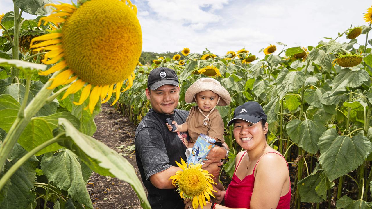 Jiro and Kristine Prodigalidad with son Jio at Lilyvale Flower Farm picking sunflowers, Sunday, February 2, 2025. Picture: Kevin Farmer