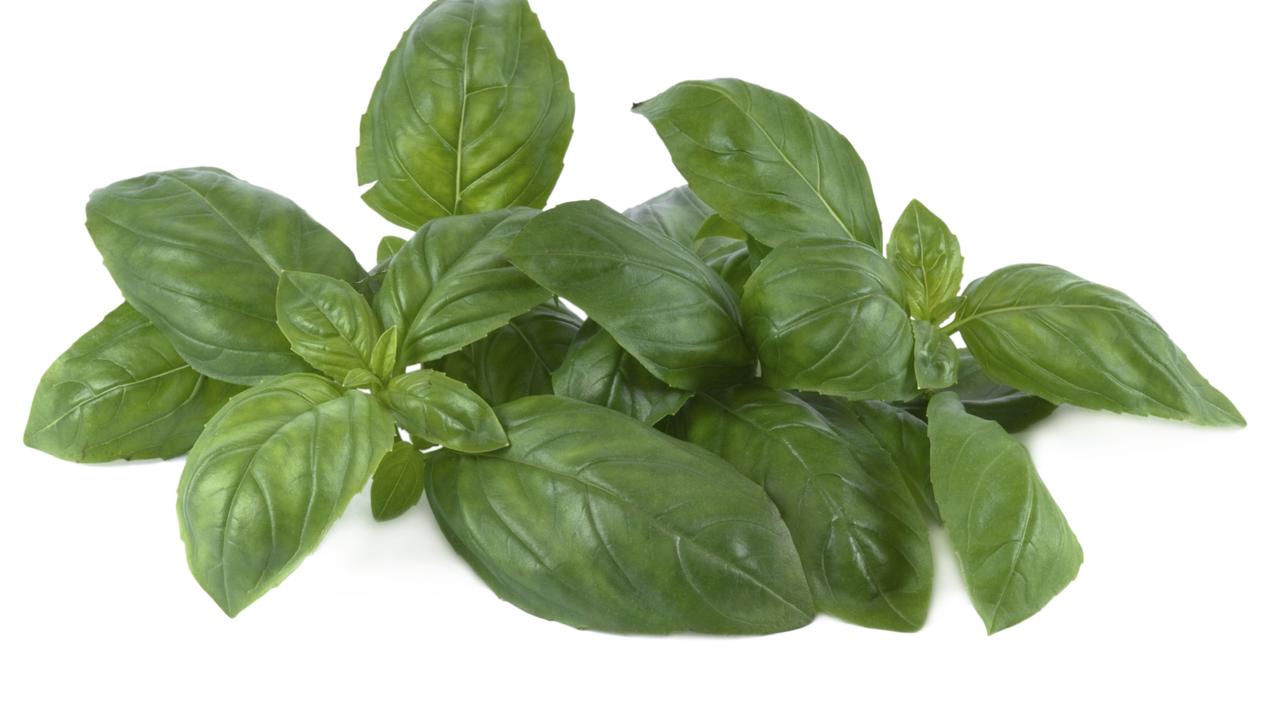 Popular herb basil is good for your libido. Picture: Supplied