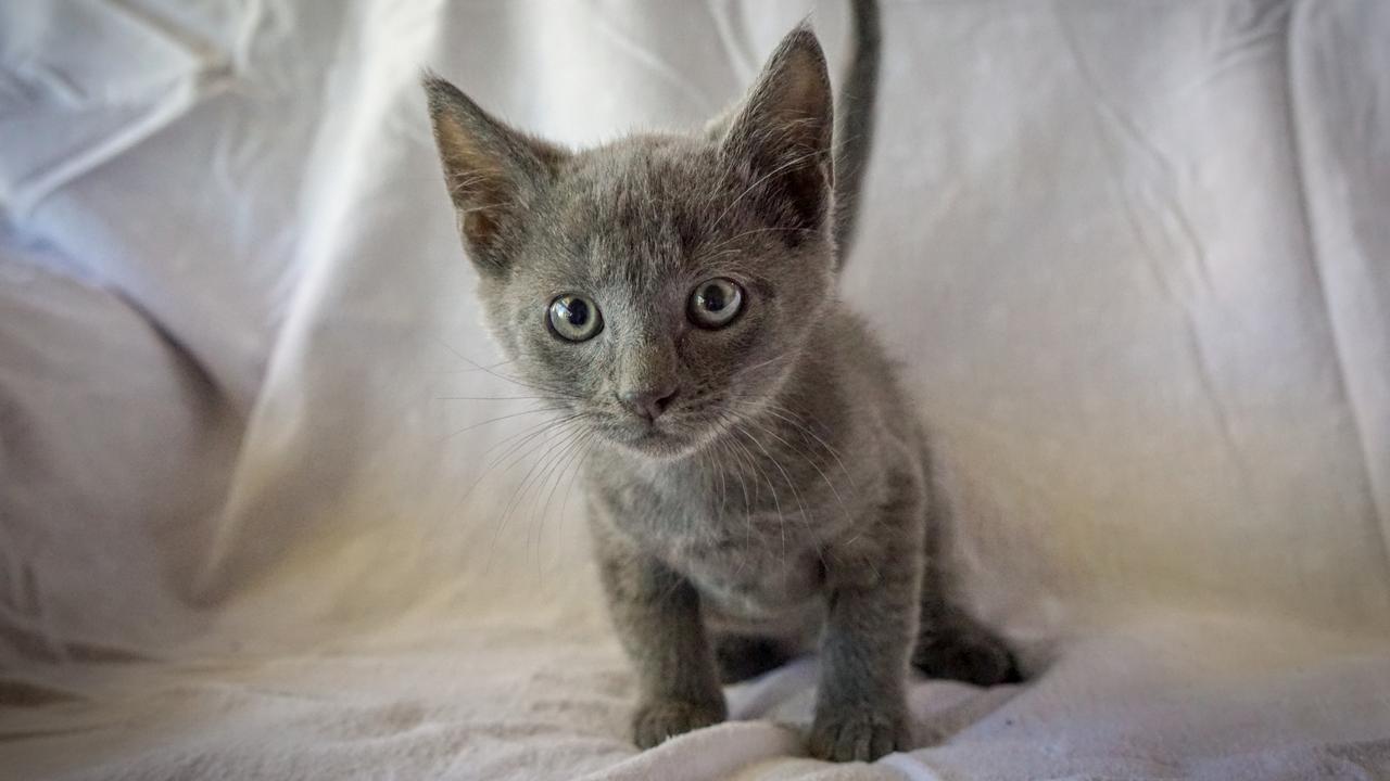 CQ Pet Rescue is helping three-month-old Ricky find a new home.