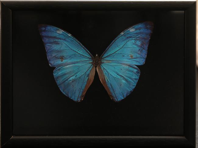 Butterfly: They are my spirit animal. I was about 10 when we bought this in a store in Sydney. There was a whole collection of them, but we got this one because blue is my favourite colour, so I had to have it. I wanted to take it back to America, but it stayed here.