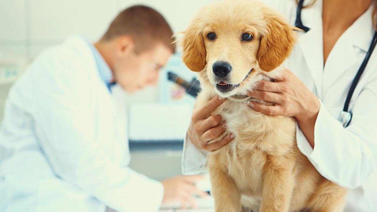 A vet has described the most common ways dogs are deliberately poisoned.