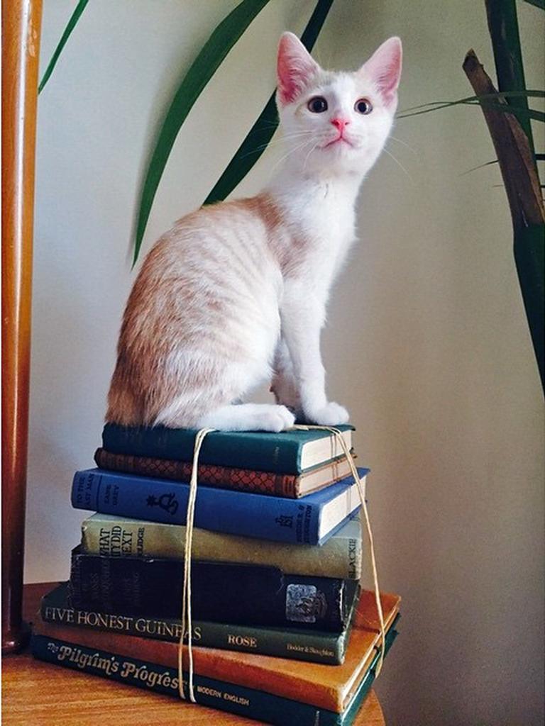 28: This is Barnacles the cat. He comes to a whistle, rolls over for belly-rubs and is loved by every human he meets. Barnacles was adopted as a six week old kitten from Sydney's Cat Protection society. Nicholas Eagar, Newtown