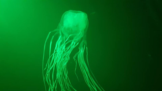 Box jellyfish stings can be painful and even fatal. Picture: Megan Love