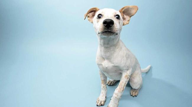 Portrait of Leo, a 5 month old, male, gray and white Cattle Dog mix puppy. By using this photo, you are supporting the Amanda Foundation, a nonprofit organization that is dedicated to helping homeless animals find permanent loving homes. Picture: amandafoundation.org