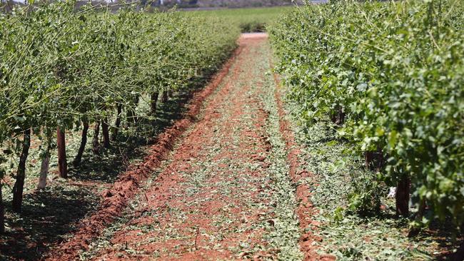 A hailstorm that lasted for just a matter of minutes ripped through the Riverland on Monday evening. Picture: Tait Schmaal