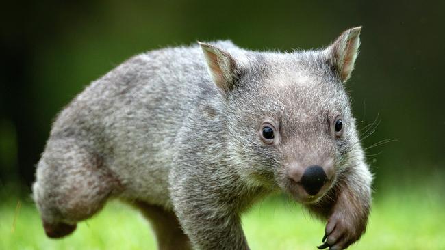 Nathan Cusbert blamed a wombat for causing a road crash that killed his best friend. Picture: Mark Stewart