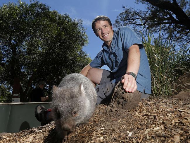 Wildlife ecologist Scott Carver is studying the effect and spread of sarcoptic mange on wombats.