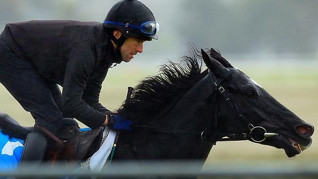Dandino during trackwork at Werribee racecourse. Picture: Mark Evans
