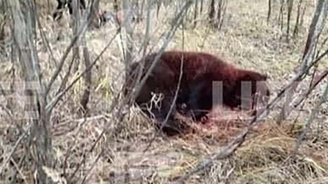 The bear was reportedly stabbed to death. Picture: East 2 West News