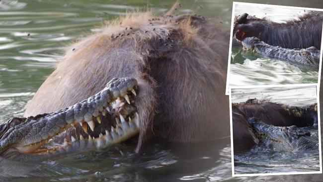 NT crocodile attack