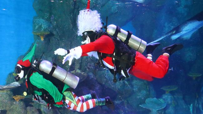 Santa Claus and his naughty elf be making appearances at the Cairns Aquarium every day at 11:45am between now and Christmas. Santa and his naughty elf Jenny Cheetham swim past the sharks and rays in the Coral Sea Oceanarium. Picture: Brendan Radke