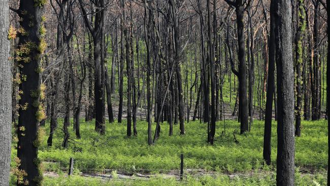 The rains have brought regeneration to the bush. Picture: Alex Coppel