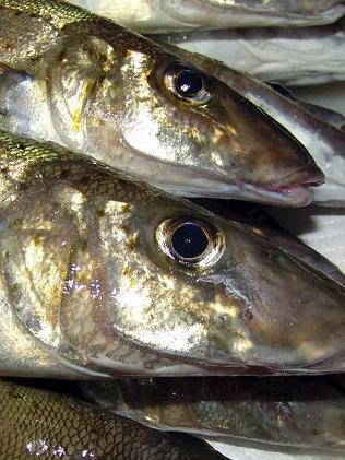 King George whiting.