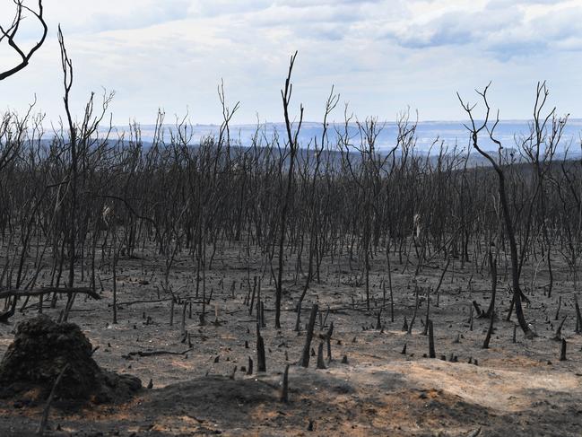 A general view of the damage done to the area around Parndana after bushfires swept through on Kangaroo Island, January 10, 2020. Picture: AAP Image/David Mariuz