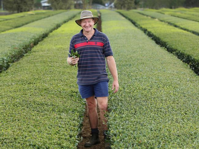 John Robb Chairman Australian Green Tea pictured at Kunitaro Green Tea Research Centre at Mangrove Mountain. Picture: Sue Graham/AAP