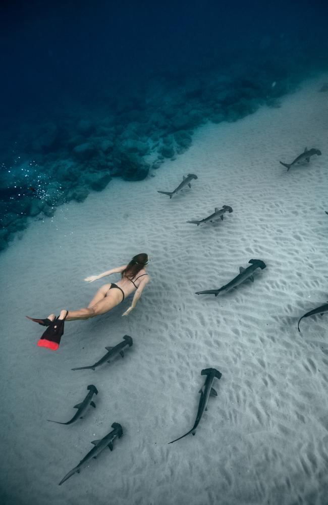 , Janaka Rodrigue posted a selection of incredible images captured during his morning swim with hammerhead sharks at Burleigh Heads. Photo: Janaka Rodrigue