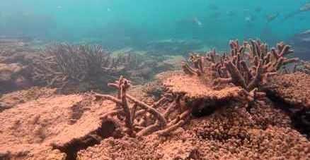 The impact of unprecedented back-to-back coral bleaching at two shallow Reef sites off Port Douglas. Picture: Lachie Millard