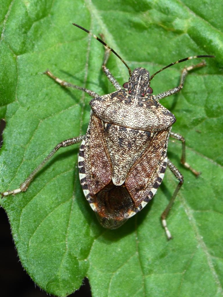 Australia has recorded an 88 per cent spike in new vehicles arriving with contaminated materials, such as non-native insects, since 2021.