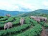 PU'ER, CHINA - AUGUST 07: A herd of wild Asian elephants strolls through a village at Ning'er Hani and Yi Autonomous County on August 7, 2021 in Pu'er, Yunnan Province of China. (Photo by Wang Zhengpeng/VCG via Getty Images)