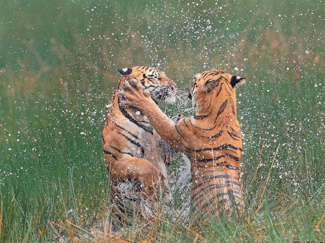 Highly Commended Animal Behaviour ... Playing Tigers, It was indeed a privilege to see and photograph these tigers (mother and her male cub) at Tadoba Tiger Reserve in India. We were witness to some unique moments between this mother and her cub. The tigress was playing with the subadult-cub - in fact this was a survival training for the cub. it's the plays and mock fights like these, that will help the cub learn the skills required to fight & hunt and to survive in the jungle. Picture: Vinod Bartakke/WildlifePhoto.com