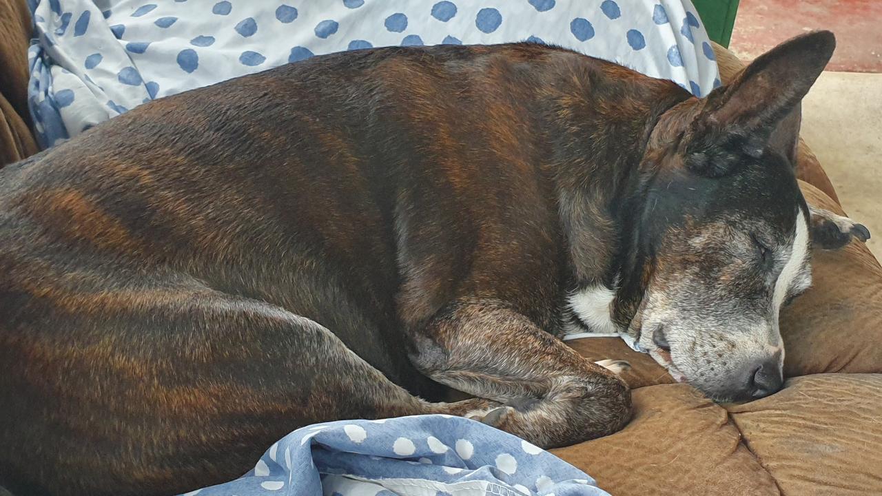 Tired after a walk with mummy. Picture: Karen