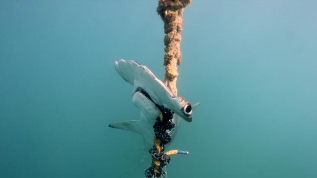 Humane Society International and the Australian Marine Conservation Society released photos of endangered scallop hammerhead sharks hanging dead off drumlines installed around Magnetic Island.