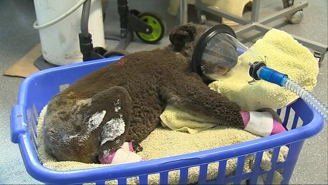 A photo of a koala found at Lake Innes Nature Reserve recovering at the Koala Hospital in Port Macquarie at the weekend. Picture: Koala Hospital, Port Macquarie