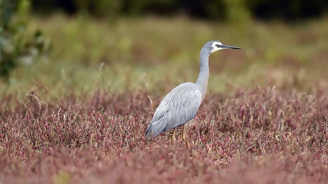 Davistown Wetlands could be the subject of a roundtable discussion between local stakeholders, MPs and Central Coast Council. (AAP IMAGE / Troy Snook)