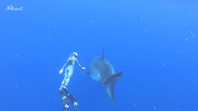Huge great white shark in Hawaii | Gold Coast Bulletin