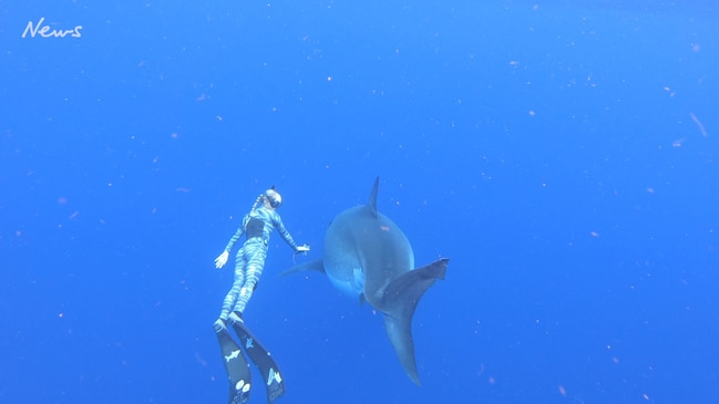 Mammoth Deep Blue shark photos go viral – Boston Herald