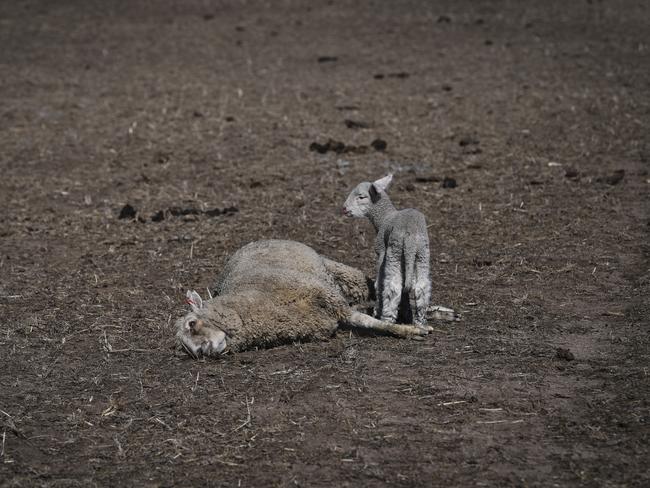 A lamb is seen standing next to its dead mother at Billaglen farm near Braidwood, NSW. Picture: Lukas Coch