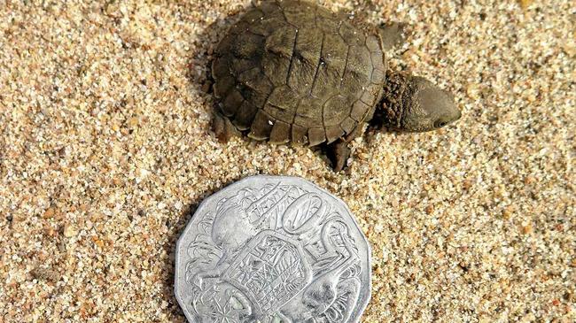 A Fitzroy River Turtle hatchling next to a 50 cent coin showing its small size. Picture: Greening Australia